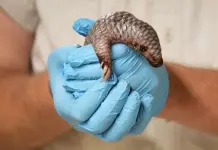 Nacimiento de una cría de pangolín chino en el Zoo de Praga Nacimiento de una cría de pangolín chino en el Zoo de Praga