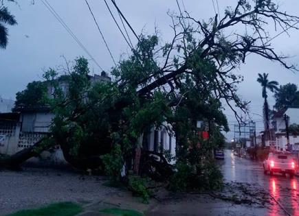 Colapsan ramas de árboles; centro de Valles sin luz Colapsan ramas de árboles; centro de Valles sin luz