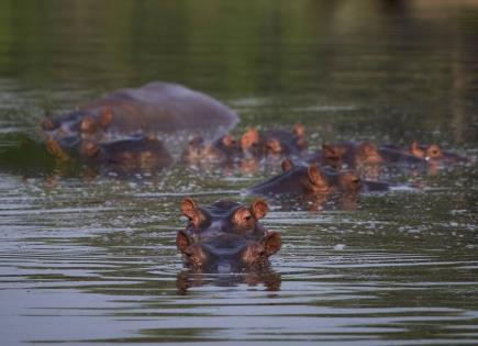 Fallecimiento de Vanessa, el icónico hipopótamo de Hacienda Nápoles