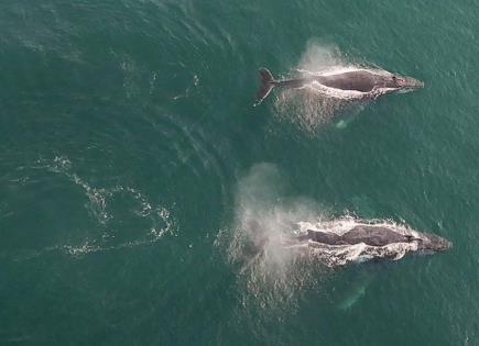 Hallan al menos 77 ballenas varadas en una playa de las islas Orcadas (Escocia)