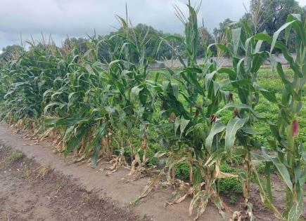 Lluvias beneficiaron al maíz elotero en Soledad
