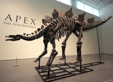 Subasta del fósil de stegosaurio en Sothebys