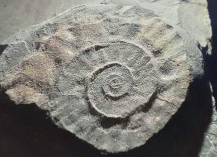 Descubrimiento de fósiles marinos en Morelos