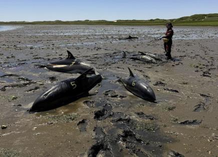 Operación de Rescate de Delfines Varados en Cabo Cod