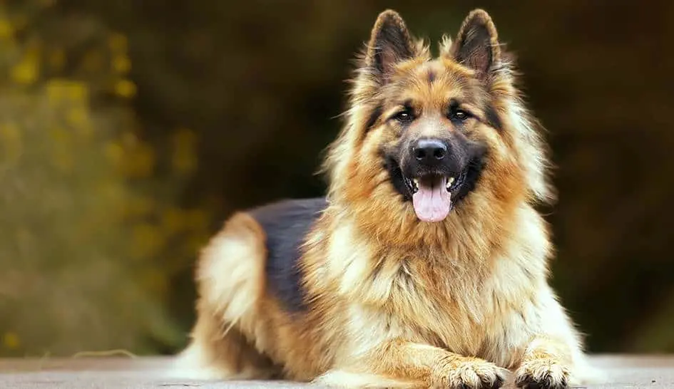 Día Mundial del Perro: Reconociendo la importancia de las mascotas