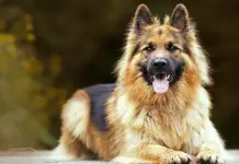 Consejos de una etóloga para entender a tu perro al orinar