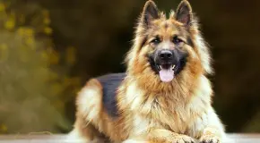 Día Mundial del Perro: ¿por qué se celebra el 21 de julio? Día Mundial del Perro: ¿por qué se celebra el 21 de julio?