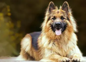 Consejos para evitar el mal olor a perro mojado en días lluviosos