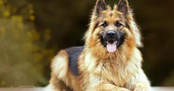 Día Mundial del Perro: ¿por qué se celebra el 21 de julio? Día Mundial del Perro: ¿por qué se celebra el 21 de julio?
