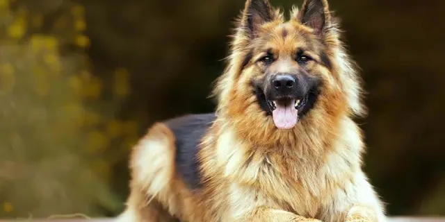 Consejos para evitar el mal olor a perro mojado en días lluviosos