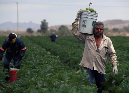 Agricultores mexicanos enfrentan la sequía con técnicas innovadoras