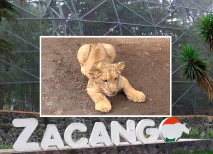 Nacimientos y conservación en el Zoológico de Zacango