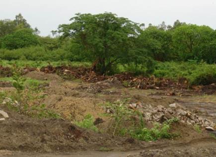 Persiste la tala ilegal de árboles