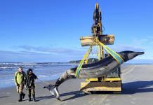 Descubrimiento de la ballena picuda de Bahamonde en Nueva Zelanda