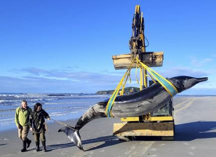 Descubrimiento de la ballena picuda de Bahamonde en Nueva Zelanda