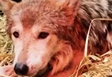 Inspecci&oacute;n de Profepa a loba gris Seje en Chapultepec