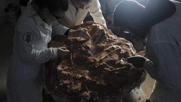Las inundaciones en Brasil revelaron un fósil de dinosaurio de 233 millones de años