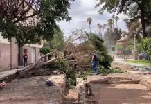 Cae enorme &aacute;rbol en zona de obras del Paseo Esmeralda