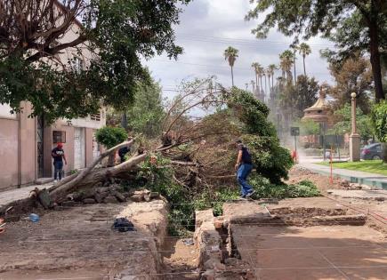Cae enorme árbol en zona de obras del Paseo Esmeralda