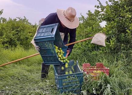 ¿Cómo pueden los pequeños productores del campo acceder al Fondo de Indemnizaciones?