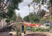 Denuncian que Ayuntamiento derriba &aacute;rboles del Paseo Esmeralda (video)