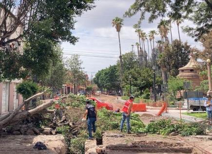 Denuncian que Ayuntamiento derriba árboles del Paseo Esmeralda (video)