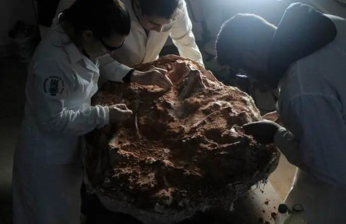 Identifican un nuevo dinosaurio a partir de un fósil