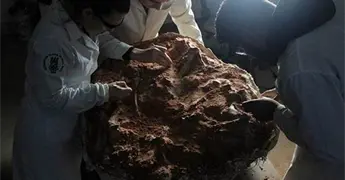 Identifican un nuevo dinosaurio a partir de un f&oacute;sil