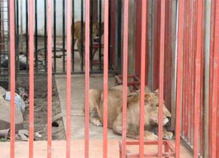 Operativo en Cuernavaca asegura pareja de leones
