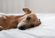 Estudio revela que los perros pueden oler el estrés humano Estudio revela que los perros pueden oler el estrés humano