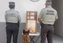 Binomio canino encuentra marihuana en el aeropuerto Binomio canino encuentra marihuana en el aeropuerto