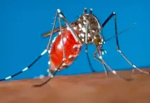 Alerta sanitaria en Morelos: Dengue y Covid-19 Alerta sanitaria en Morelos: Dengue y Covid-19