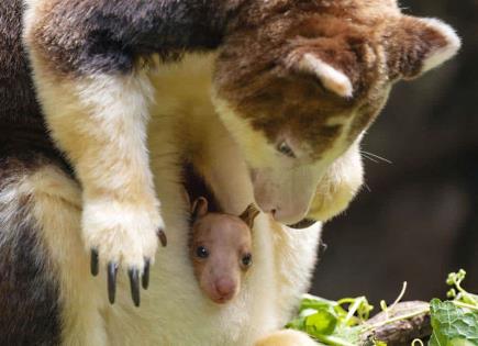 Nacimiento de un canguro arborícola en el Zoológico del Bronx