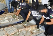 Descubren 985 kg de marihuana ocultos en tejas en el puerto de Veracruz