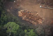 Plan de Brasil para conservar la Amazonía mediante tala selectiva Plan de Brasil para conservar la Amazonía mediante tala selectiva