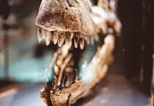 Descubrimiento de fósiles de mamíferos en la era de los dinosaurios Descubrimiento de fósiles de mamíferos en la era de los dinosaurios
