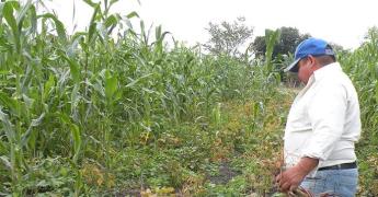 Productores inician la siembra de maíz 