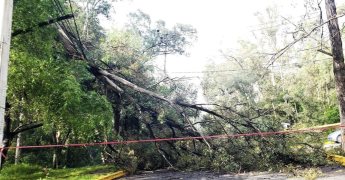 Árbol caído deja sin luz a vecinos en Cuautitlán Izcalli
