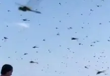 Increíble Avistamiento de Libélulas en Rhode Island Increíble Avistamiento de Libélulas en Rhode Island