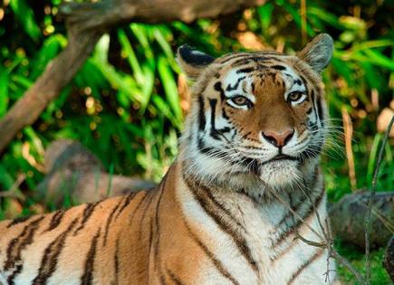 La crítica situación de los tigres en peligro de extinción