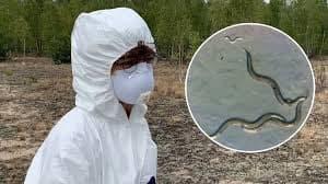 Descubrimiento de nematodos inmunes a radiación en Chernóbil