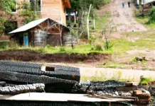 Violencia y tala de árboles en San Miguel El Grande Violencia y tala de árboles en San Miguel El Grande