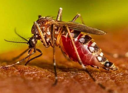 Se disparan los casos de dengue en la entidad