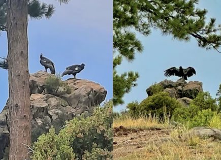 Reintroducen dos cóndores nacidos en Chapultepec a la vida silvestre