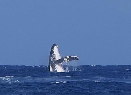 Increíble aparición de ballena en competencia de surf olímpico en Tahití