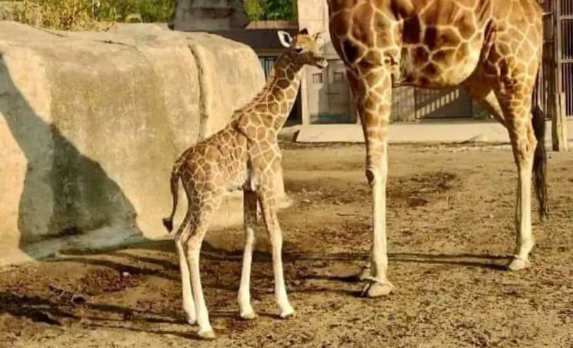 Ciudad de México abre votación para elegir nombre de jirafa bebé