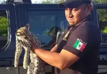Rescate exitoso de tigrillo atropellado en Cansahcab