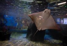 Apertura de Sealand Acuarioventura en San Pedro Garza García Apertura de Sealand Acuarioventura en San Pedro Garza García