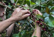 Mujeres Caficultoras de Viotá y su Pasión por el Café