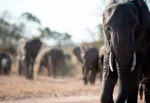 Denuncia de ONG por caza deportiva de elefantes en Tanzania Denuncia de ONG por caza deportiva de elefantes en Tanzania